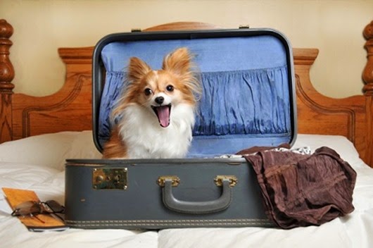 dog-in-suitcase