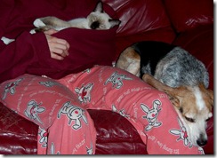 catdogcouch6