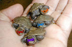 Teenage Mutant Ninja Turtles: And You Thought They Weren't Real?! {PIC}