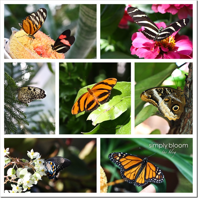 Butterfly collage