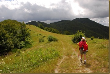 verso il Massicaia verso il Massicaia