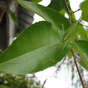 Grasshopper