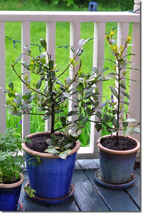 bay leaf plants bay leaf plants