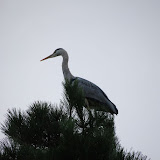 DSC_0220.jpg