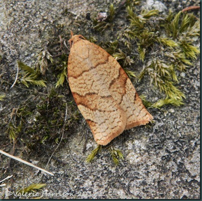 Barred-Fruit-Tree-Tortrix-4