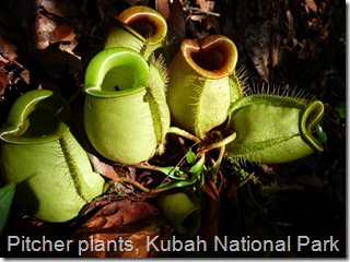 Pitcher plant, Kubah National Park, Borneo