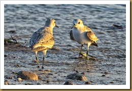 untitled Sandrling Standoff D7K_8063 November 03, 2011 NIKON D7000