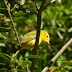 Wilsons.warbler.dscn0472