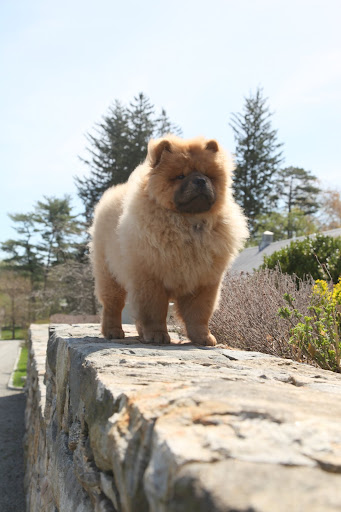 It also allows me to strut my stuff!  After all, I am the descendant of the most noble of chows.
