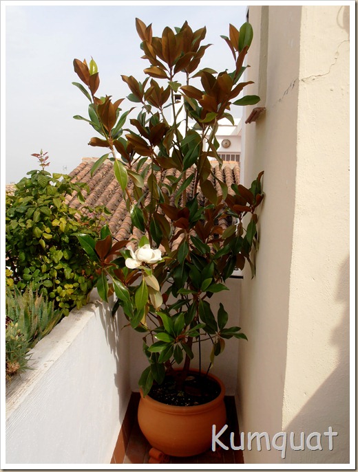 magnolio 2