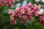 I believe these blossoms are actually red horse chestnut.