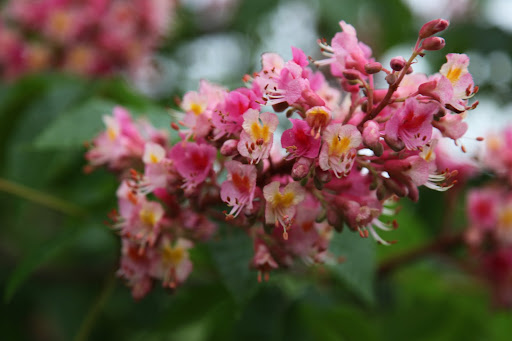 I believe these blossoms are actually red horse chestnut.