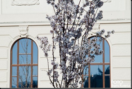 blom_20120325_tree