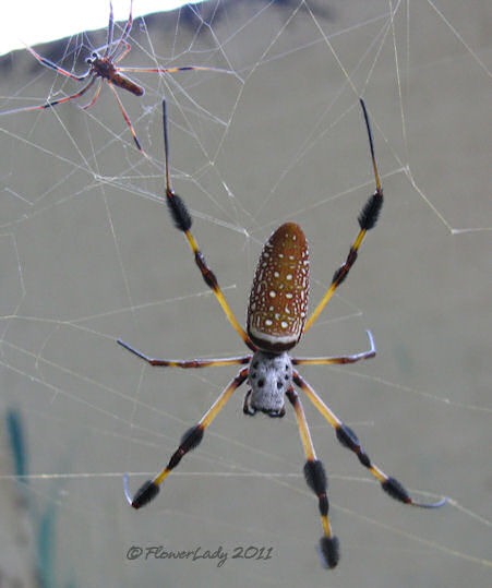[07-17-spider%255B4%255D.jpg]