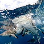 Oceanic black tip sharks