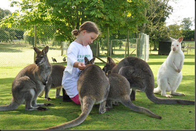 Jemima feeding Wallabies DSC_1366