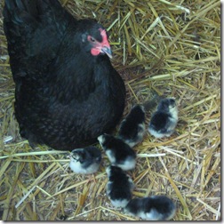 six black australorp chicks with the mother hen in the straw