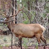 Elk - Grand Canyon - AZ