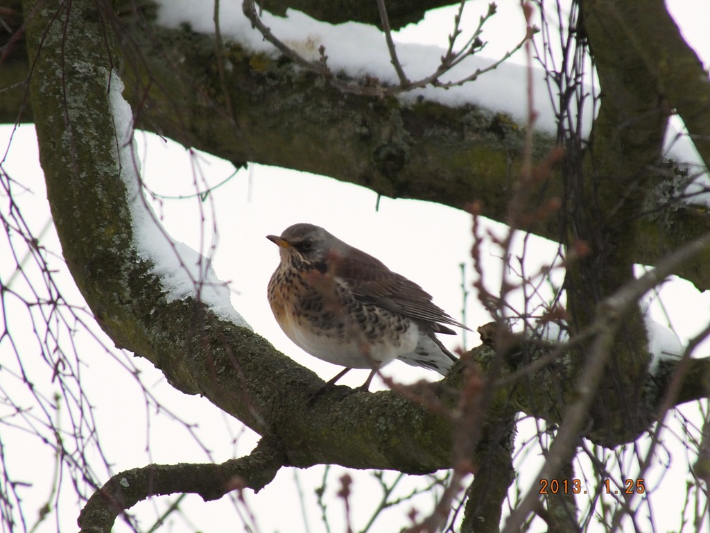 [fieldfare%255B3%255D.jpg]
