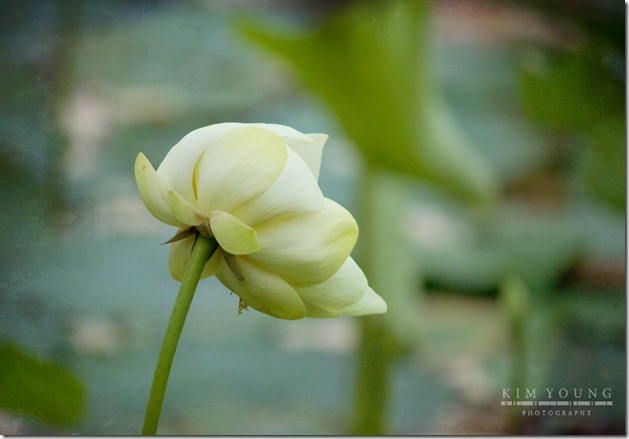 lily pad bloom texture
