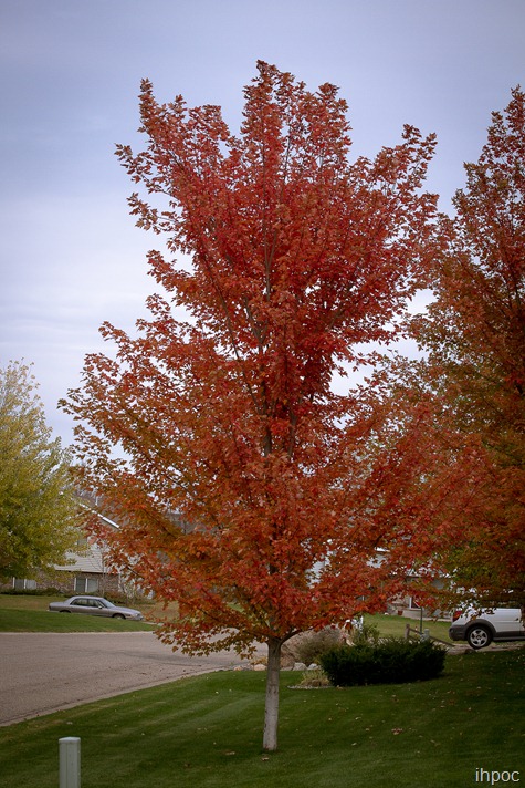 IMG_5997 IMG_5997