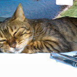IMAG0017.jpg