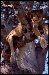 Tree climbing Lion in Ishasha sector, Queen Elizabeth National Park