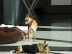 Guppy offers Minnow the same courtesy...but Minnow is too exhausted from the previous night of dancing and debauchery.