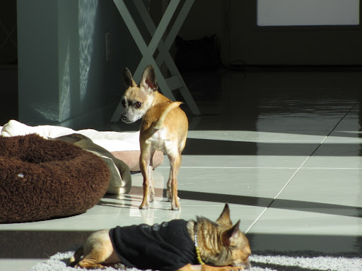 Guppy offers Minnow the same courtesy...but Minnow is too exhausted from the previous night of dancing and debauchery.