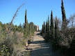 santa coloma, italian cypresses