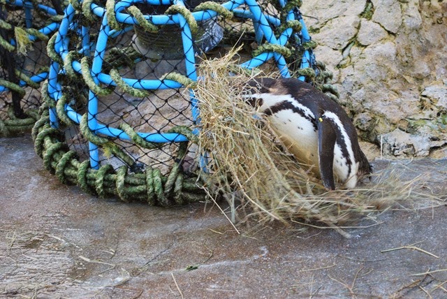 [nesting%2520material%25201%255B2%255D.jpg]