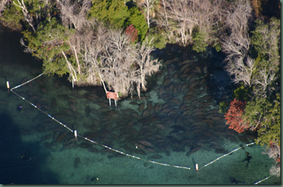 Tours and Rates Information   Plantation Dive Shop   Crystal River  Florida