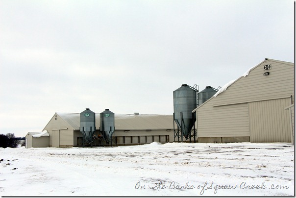 turkey farm