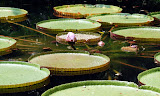 Enormous water lily