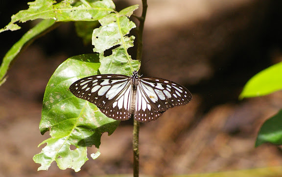 Ideopsis juventa kinitis FRUHSTORFER, 1904. Pulau Mantanani (Sabah, Malaisie) 28 juillet 2011. Photo : J.-M. Gayman