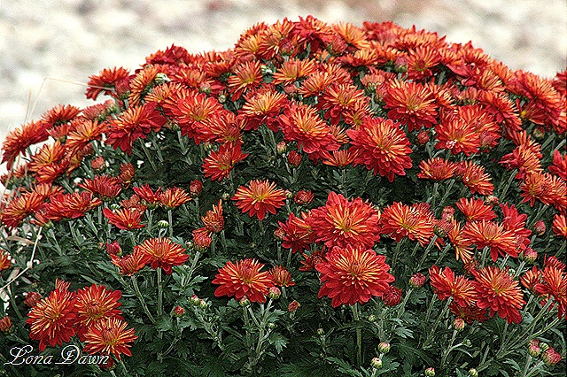 [Chrysanthemums_Rust%255B14%255D.jpg]