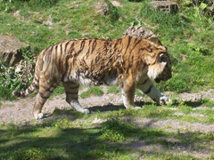 2008.07.01-014 tigre de Sibérie