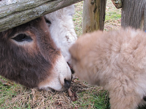 And you're Rufus.  What's that?  You like apples and carrots?  I'll see what I can do up at the kitchen.