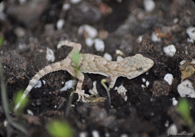 DSC_0453 DSC_0453