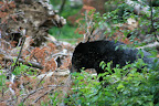 glacier_national_park_-_2009