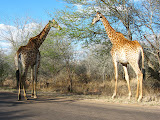 A couple of giraffes, just hanging out while they eat. Transition to Madagascar - 064.jpg