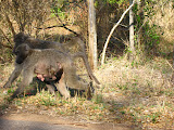But there's more than one way to ride, this one is hanging on from underneath! Transition to Madagascar - 063.jpg