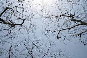 Branching in the sky