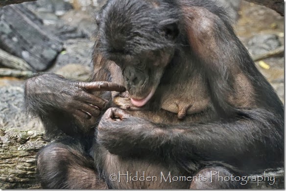 Self Breast Exam Bonobo style
