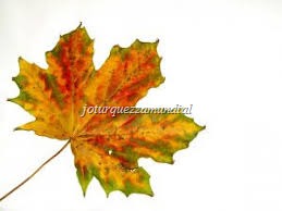 [BLOG%2520MUNDIAL%2520OUTONO%255B6%255D.jpg]