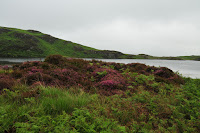 Heathers in The National Park
