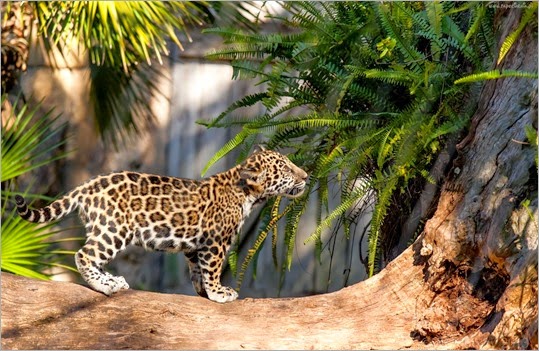 leopard-cub-wide-wallpaper-546934
