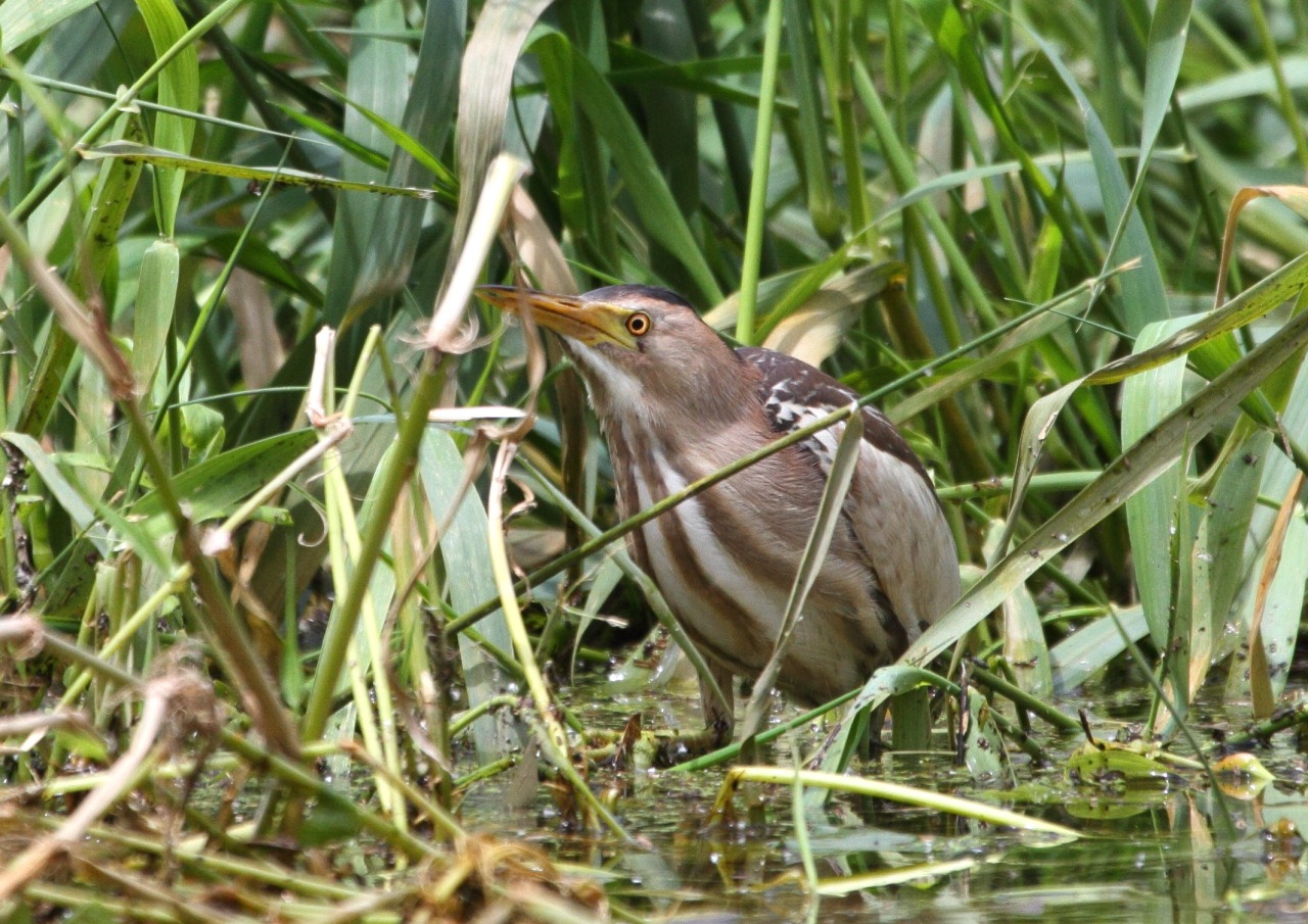 [littleBittern5%255B3%255D.jpg]