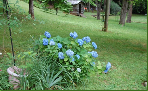 Hydrangea