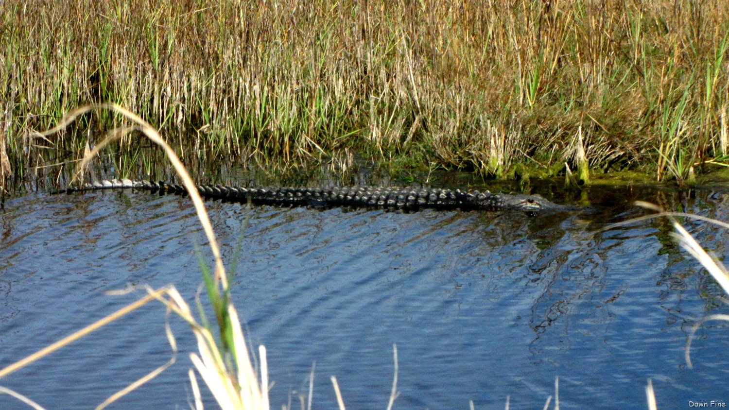 [Gator-and-Pea--679.jpg]